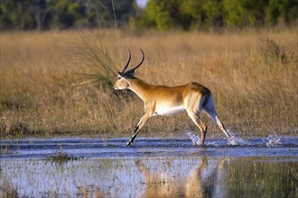 Red hartebeest, Africa, Botswana, (Kobus leche), Okovango Delta, Africa