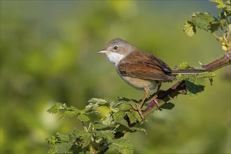 Common whitethroat (Sylvia communis), Fauvette grisette, Curruca Zarcera, Songbird, Shrub Wren,