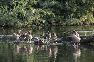 Egyptian Geese (Alopochen aegyptiacus) adult bird with goslings, Baden-Württemberg, Germany, Europe