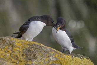 Razorbill (Alca torda), pair interacting with each other, Latrabjarg, Westfjords, Iceland, Europe