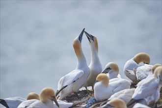 Close-up of Northern gannet (Morus bassanus) in spring (april) on Helgoland a small Island of