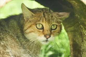 European wildcat (Felis silvestris) on a meadow, portrait, wildlife Park Aurach near Kitzbuehl,