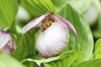 Beautiful orchids of different colors on green background in the garden. Lady's-slipper hybrids.