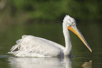 Dalmatian Pelican (Pelecanus crispus), swimming, Lake Kerkini, Central Macedonia, Greece, Europe