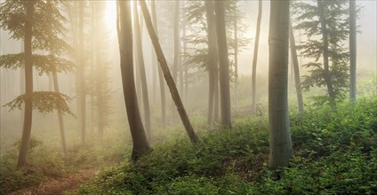 Natural beech forest in the morning light, the sun shines through the morning fog, near Freyburg