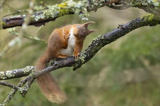 Red squirrel (Sciurus vulgaris) adult animal scratching itself on a tree branch, Yorkshire,