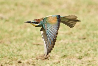 European bee-eater (Merops apiaster) flying over the ground, Spain, Europe