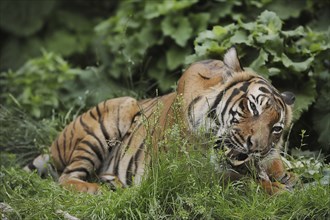 Sumatran tiger (Panthera tigris sumatrae), feeding, captive, occurring on Sumatra, Indonesia, Asia