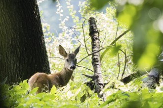 A young european roe deer (Capreolus capreolus) standing between trees and plants in a summer