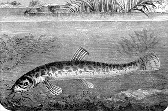 Loach, Barbatula barbatula, Noemacheilus barbatulus, loach or bearded goby, fish, illustration from