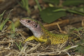 Green lizard, Lacerta viridis, European green lizard