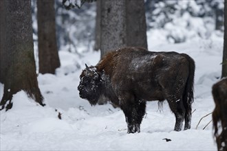 Wisent, Bison bonasus, European bison