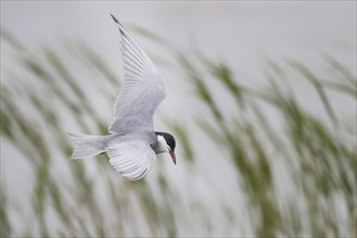 White-bearded Tern, Chlidonias hybrida, Whiskered Tern