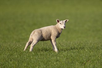 Domestic sheep (Ovis aries) juvenile baby lamb farm animal standing in a grass field, England,