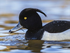 Portrait of male of Tufted Duck, Aythya fuligula, bird on water at winter time