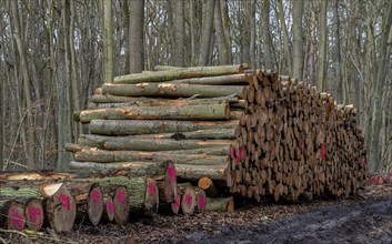 Pile of wood in the forest, Berlin suburbs, Germany, Europe