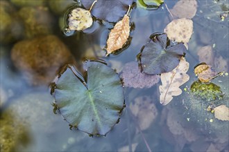 Texture of duckweed on the surface of the water