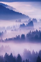 Fog and forest in OberÃ¤geri in the canton of Zug, Switzerland, Europe