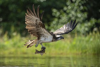 Western osprey (Pandion haliaetus) hunting, Aviemore, Scotland, Great Britain