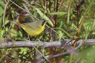 Brazilian yellowthroat (Geothlypis velata), seen in Buenos Aires, Argentina, South America