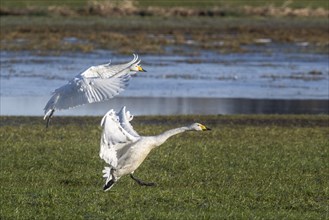 Whooper swans (Cygnus cygnus) landing, Emsland, Lower Saxony, Germany, Europe