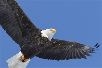 Adult bald eagle (Haliaeetus leucocephalus) flying under a blue sky. Region of Lanaudiere. province