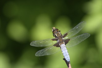 Broad-bodied chaser (Libellula depressa), resting male, on perch, sunny, Bottrop, Ruhr area, North