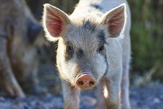 An attentive piglet looks into the camera, farm animals, Mani Peninsula, Peloponnese, Greece,