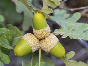 Cork oak (Quercus suber), acorn, Birdwatching Villuercas, Canamero, Extremadura / Caceres, Spain,