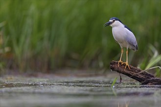 Black-crowned black crowned night heron (Nycticorax nycticorax), Bihoreau gris, HÃˆron bihoreau,