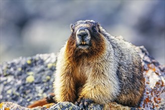 Close up at a Hoary marmot (Marmota caligata) in a rocky terrain, Banff National Park, Canada,