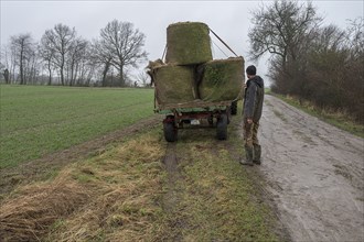 Farmer standing at the loader wagon loaded with old hay bales, Mecklenburg-Western Pomerania,