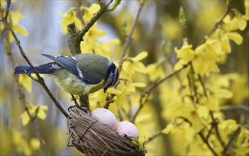 Blue tit (Cyanistes caeruleus) with Easter eggs in the forsythia