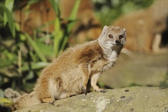 Yellow mongoose (Cynictis penicillata), captive, occurrence in Africa