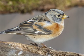 Brambling (Fringilla montifringilla) sitting in the forest. Bas Rhin, Alsace, France, Europe