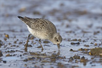 Grey plover (Pluvialis squatarola) adult bird in winter plumage feeding on a mudflat, England,