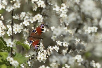 Peacock (Aglais io) butterfly feeding on a Blackthorn bush flower on a hedgerow in the springtime,