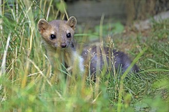 Stone marten, Martes foina