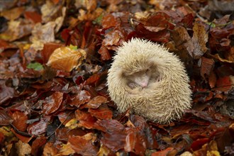 European hedgehog (Erinaceus europaeus) adult animal albino form sleeping on fallen autumn leaves,