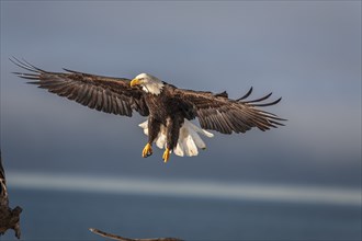 Bald eagle, Haliaeetus leucocephalus, flying, adult, winter, Homer, Alaska, USA, North America