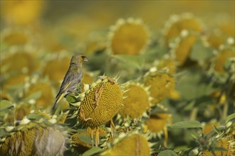 European greenfinch (Chloris chloris) adult bird on a Sunflower plant seedhead in the summer,