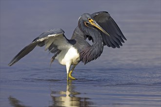 Tricolored heron (Egretta tricolor), foraging, Ft. De Soto Park, Sanibel Island, Florida, USA,