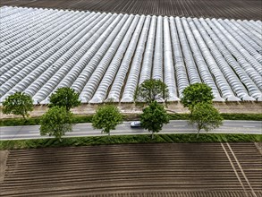 Agriculture, large areas with foil tunnel, for the cultivation of strawberries, freshly cultivated