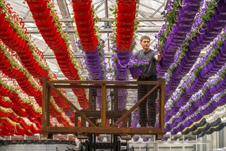 Horticultural business, flower pots, so-called petunia ampel, grow in a greenhouse, under the glass