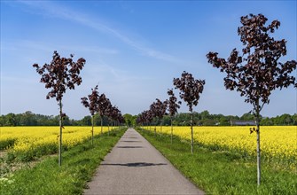 The avenue cycle path between Xanten and Marienbaum, Kalkar, on the Lower Rhine, former railway