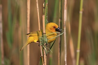 Eastern golden weaver (Ploceus subaureus), adult, male, starts nesting, Saint Lucia Estuary,