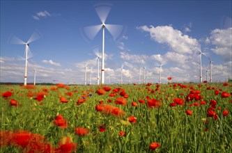 Wind farm, field with flower strips, insect-friendly border of fields with mixed flowers, poppies,