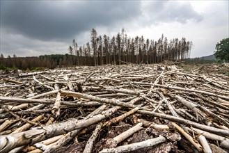 Forest dieback in the Arnsberg Forest nature park Park, over 70 per cent of the spruce trees are