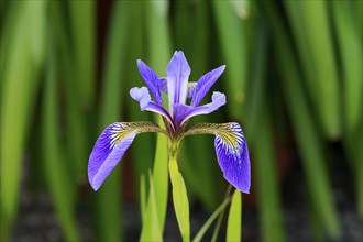 American marsh iris (Iris versicolor), flower, in bloom, at a pond, Ellerstadt, Germany, Europe