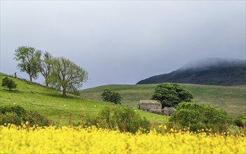 Farms in Yorkshire Dales National Park, North Yorkshire, England, United Kingdom, Europe